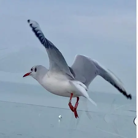 Oeboel 아파트 Balatonboglár