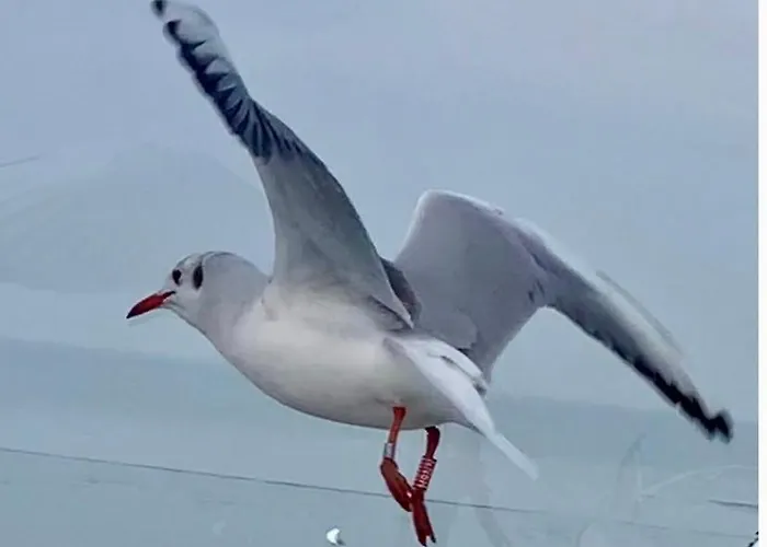 Oeboel דירה Balatonboglár